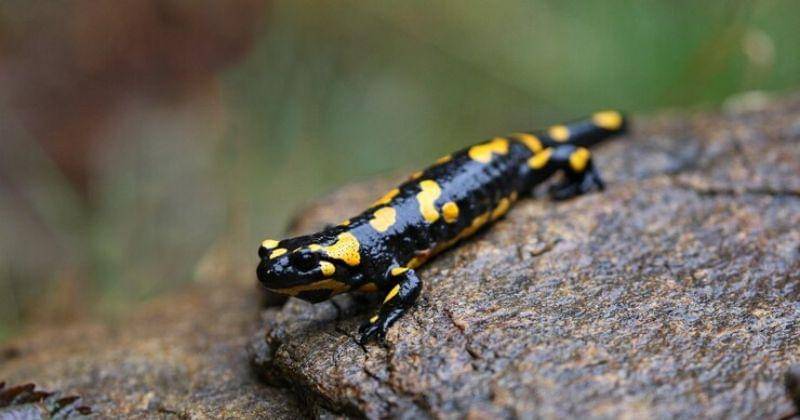 Freepik/vladimircech